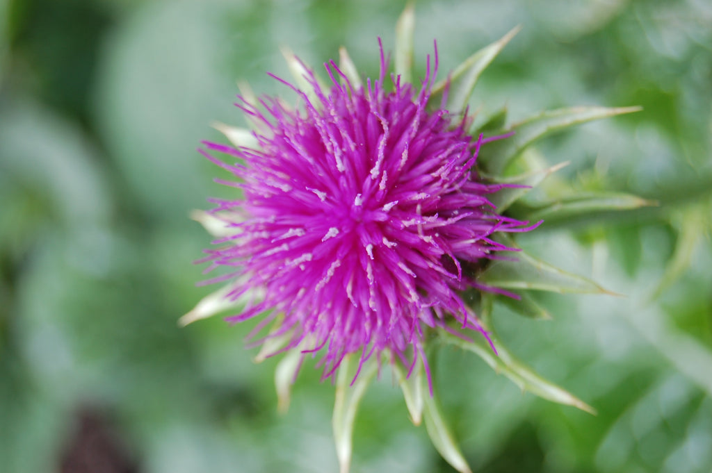 Margainis (Silybum marianum): nauda, vartojimas ir maisto papildai kepenims